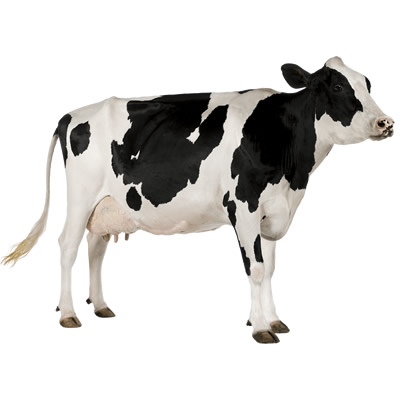 Full Cow