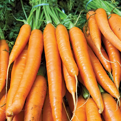 Carrot - 1 portion