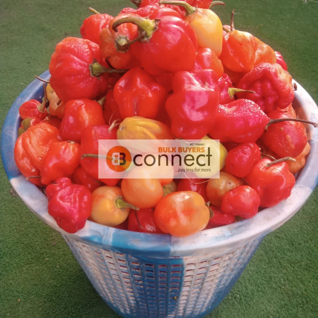 Pepper - 1 basket
