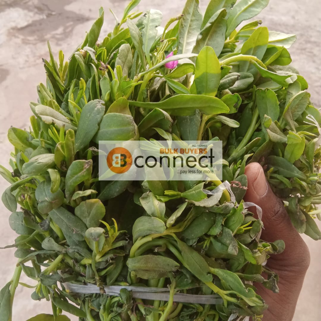 Waterleaf
